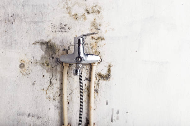 Best Emergency Mold Removal  in Wallace, NC