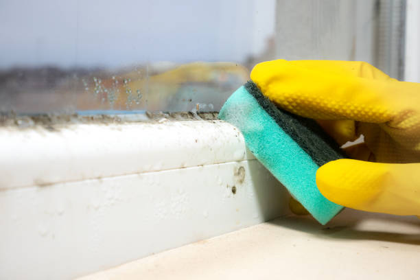 Wallace, NC Mold Removal Company