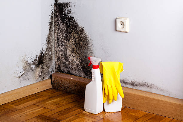 Mold Removal and Inspection in Wallace, NC