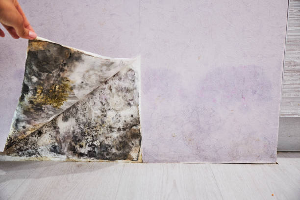 Best Toxic Mold Removal  in Wallace, NC